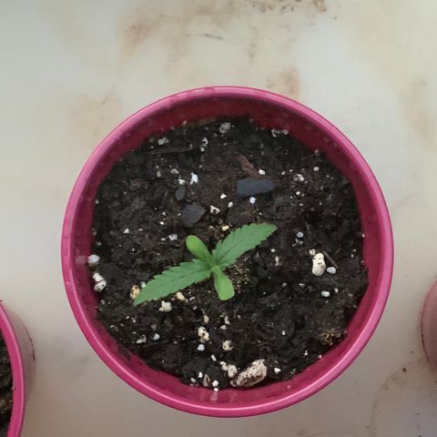 Bruce Banner 7/22 growlog photo: 8p