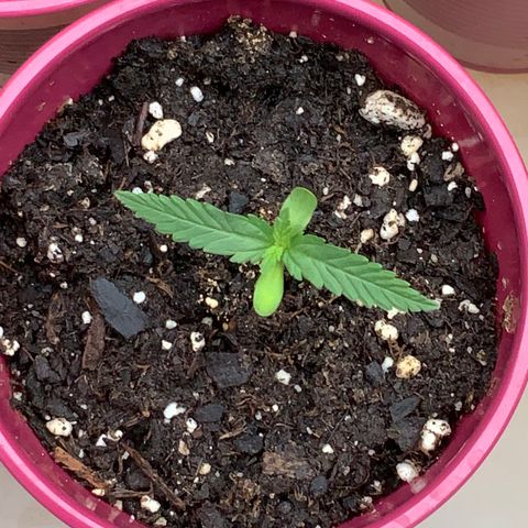 Bruce Banner 7/22 growlog photo: 8a