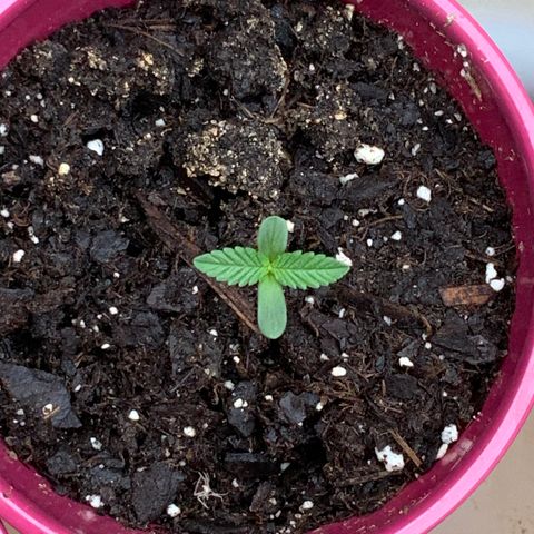 White Widow 7/25 growlog photo: 8a