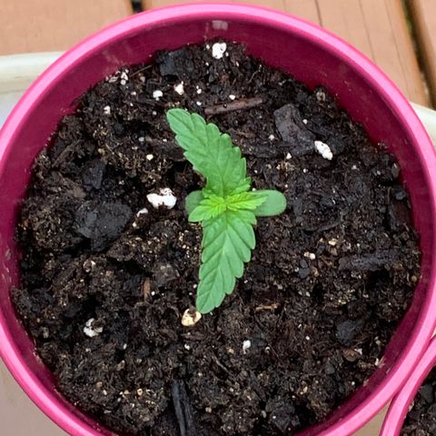Gorilla Glue 1 7/23 growlog photo: 8a