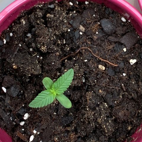 Gorilla Glue 2 7/25 growlog photo: 8a