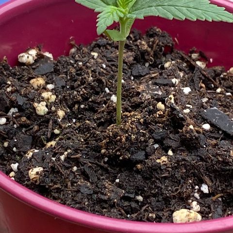 Bruce Banner 7/22 growlog photo: 11a