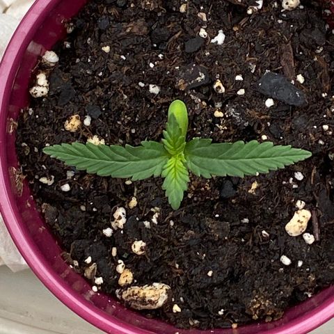 Bruce Banner 7/22 growlog photo: 11a