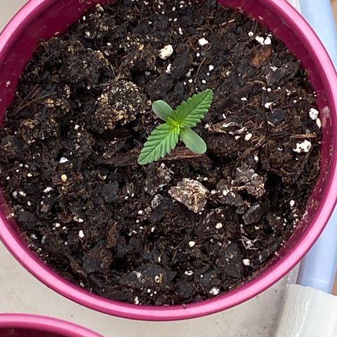 White Widow 7/25 growlog photo: 11a