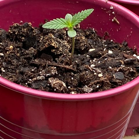 White Widow 7/25 growlog photo: 11a