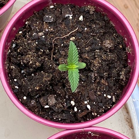 Gorilla Glue 2 7/25 growlog photo: 11a