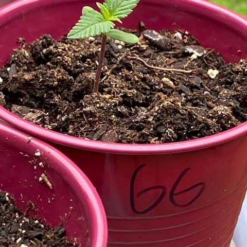 Gorilla Glue 2 7/25 growlog photo: 11a