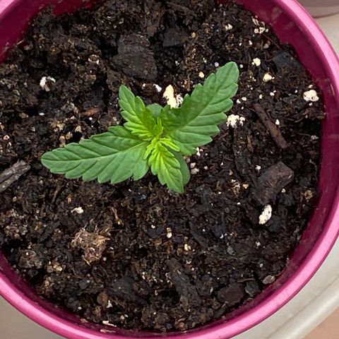 Gorilla Glue 1 7/23 growlog photo: 11a