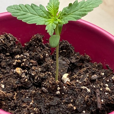 Gorilla Glue 1 7/23 growlog photo: 11a