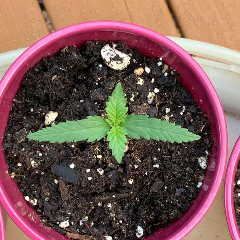 Bruce Banner 7/22 growlog photo: 7a