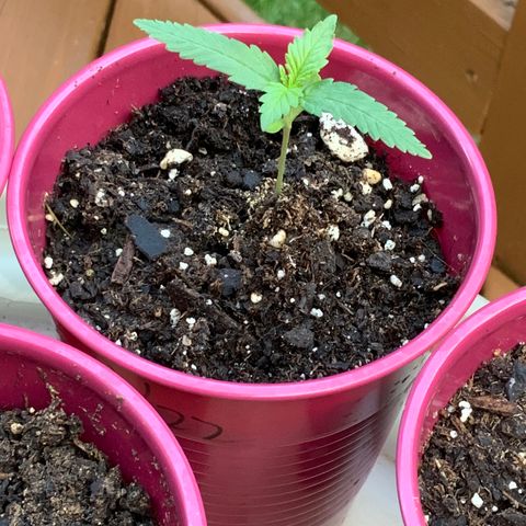 Bruce Banner 7/22 growlog photo: 7a