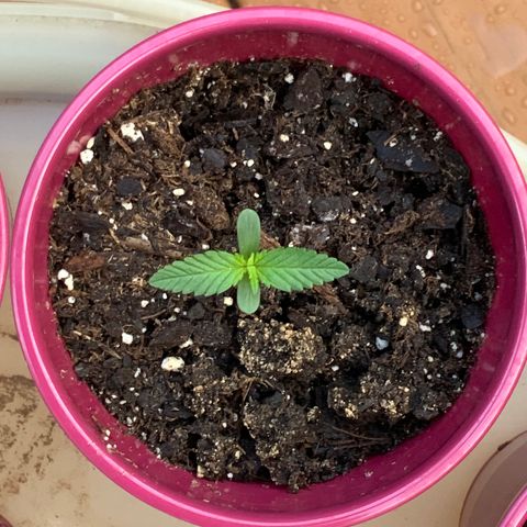 White Widow 7/25 growlog photo: 7a