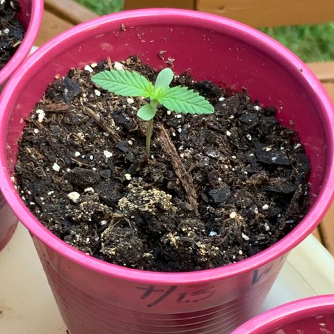 White Widow 7/25 growlog photo: 7a