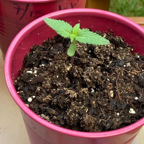 Gorilla Glue 2 7/25 growlog photo: 7a