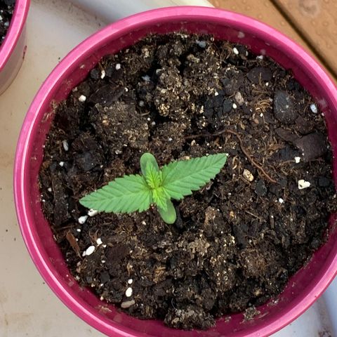 Gorilla Glue 2 7/25 growlog photo: 7a
