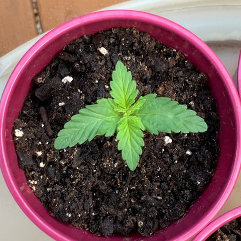 Gorilla Glue 1 7/23 growlog photo: 7a