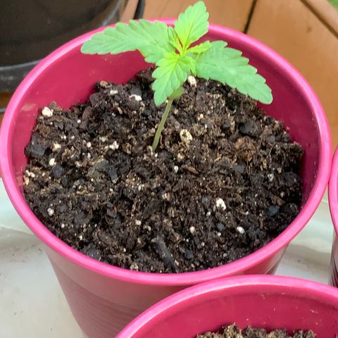 Gorilla Glue 1 7/23 growlog photo: 7a