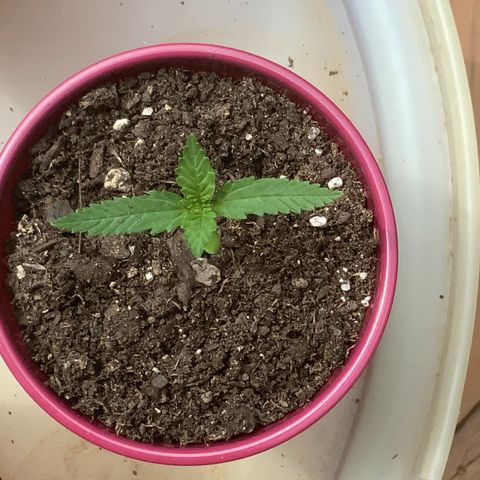 Bruce Banner 7/22 growlog photo: 230p