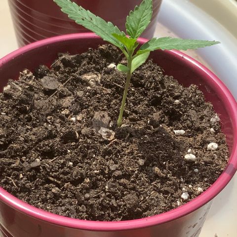 Bruce Banner 7/22 growlog photo: 230p