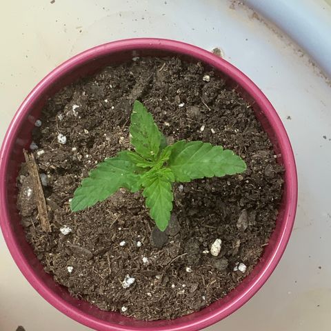 Gorilla Glue 1 7/23 growlog photo: 230p