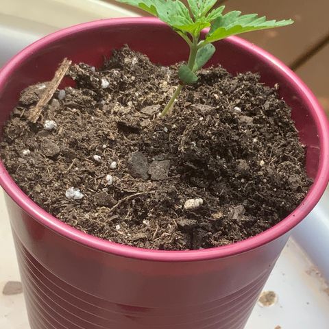 Gorilla Glue 1 7/23 growlog photo: 230p