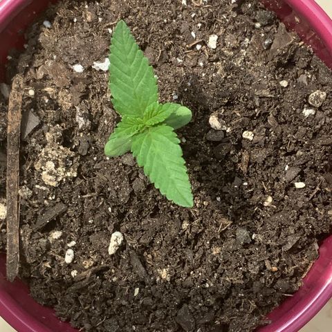 Gorilla Glue 2 7/25 growlog photo: 230p