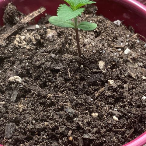 Gorilla Glue 2 7/25 growlog photo: 230p