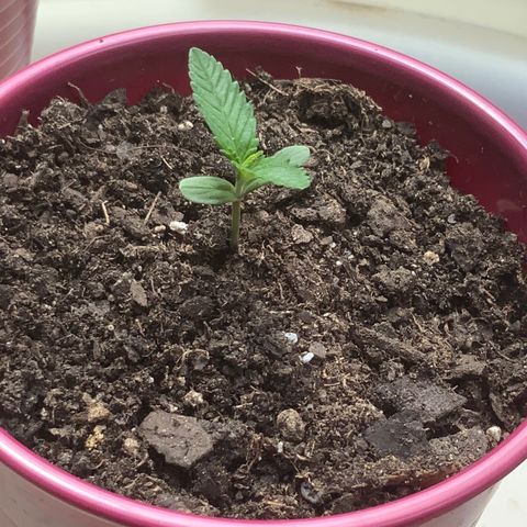 White Widow 7/25 growlog photo: 230p 