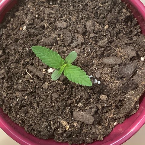 White Widow 7/25 growlog photo: 230p 