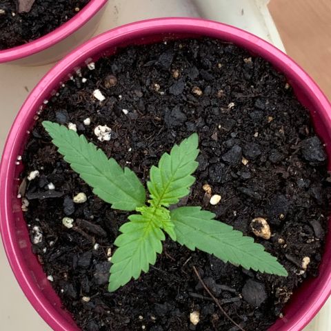 Bruce Banner 7/22 growlog photo: 7a