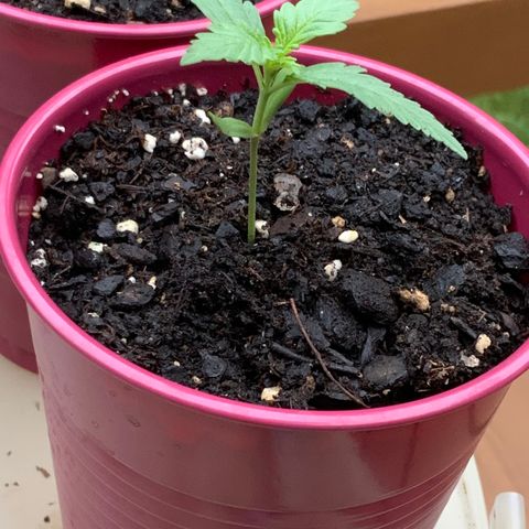 Bruce Banner 7/22 growlog photo: 7a