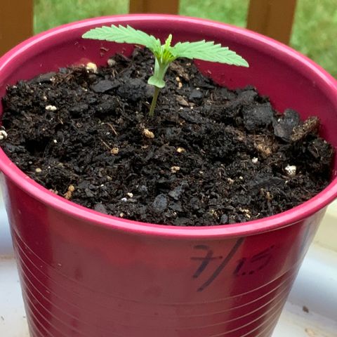 White Widow 7/25 growlog photo: 7a