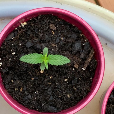 White Widow 7/25 growlog photo: 7a