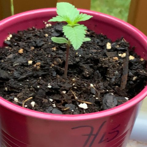 Gorilla Glue 2 7/25 growlog photo: 7a