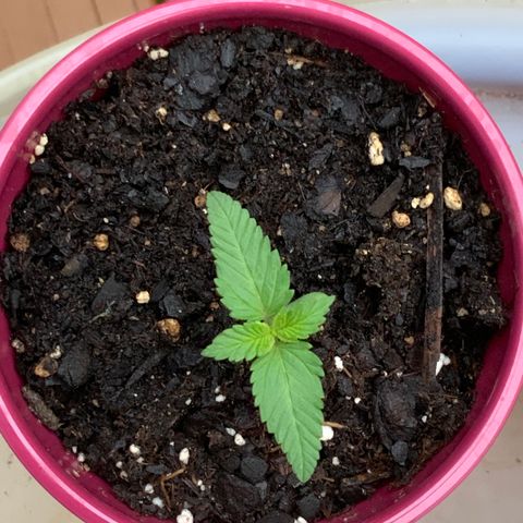 Gorilla Glue 2 7/25 growlog photo: 7a