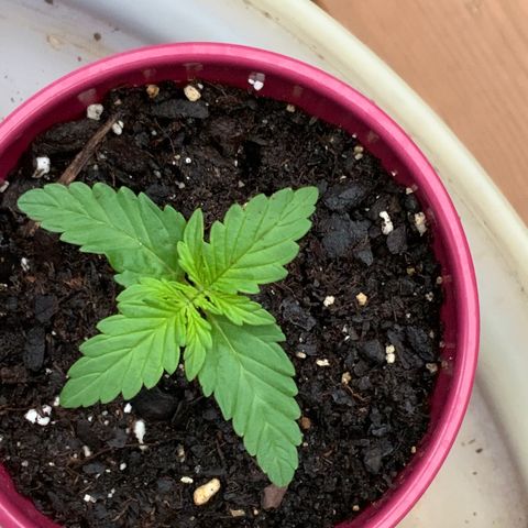 Gorilla Glue 1 7/23 growlog photo: 7a