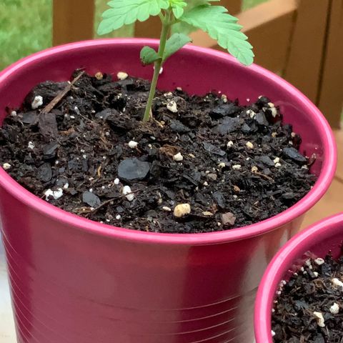Gorilla Glue 1 7/23 growlog photo: 7a