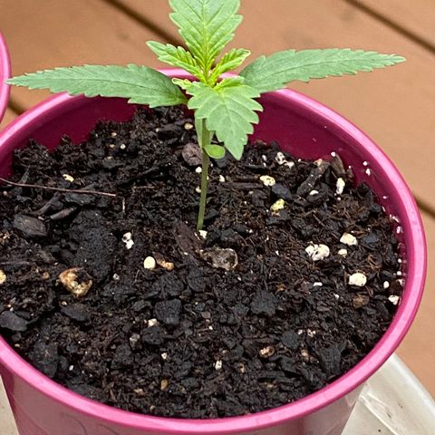 Bruce Banner 7/22 growlog photo: 7a