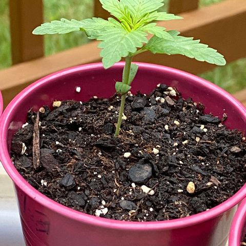 Gorilla Glue 1 7/23 growlog photo: 7a