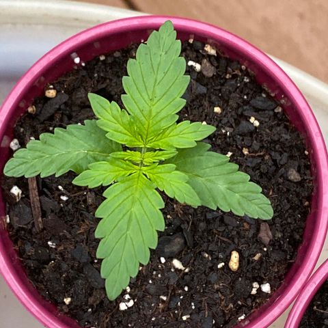 Gorilla Glue 1 7/23 growlog photo: 7a