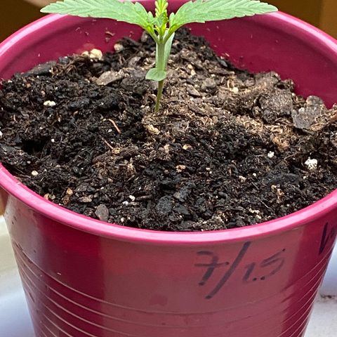 White Widow 7/25 growlog photo: 7a