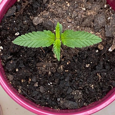 White Widow 7/25 growlog photo: 7a