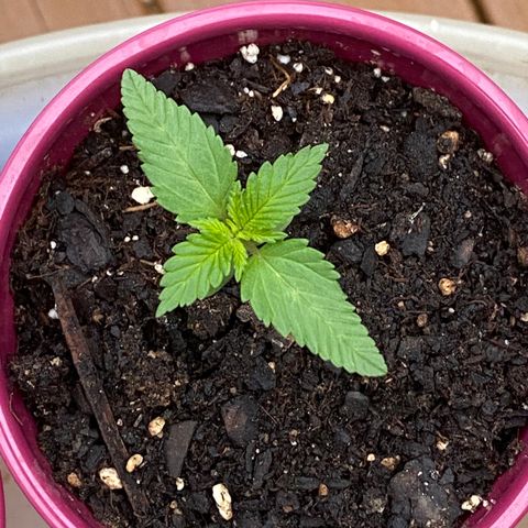 Gorilla Glue 2 7/25 growlog photo: 7a