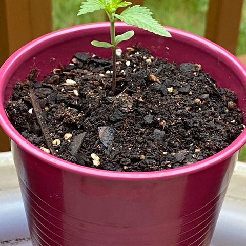 Gorilla Glue 2 7/25 growlog photo: 7a