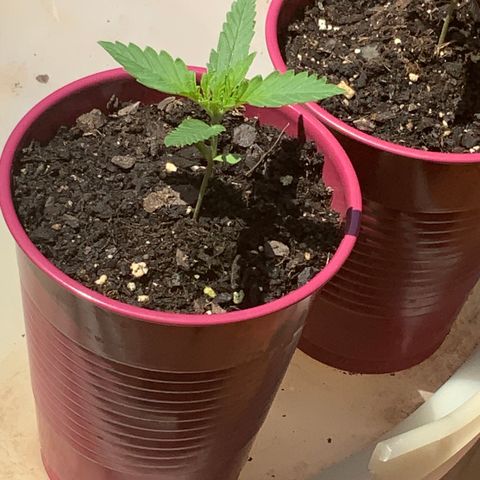 Bruce Banner 7/22 growlog photo: 1p