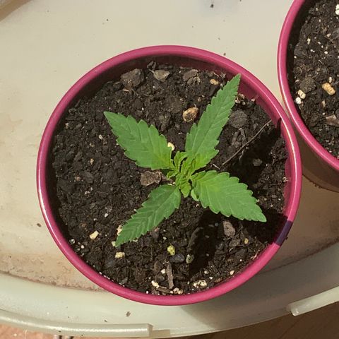 Bruce Banner 7/22 growlog photo: 1p