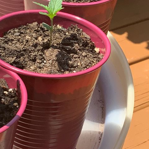 White Widow 7/25 growlog photo: 1p