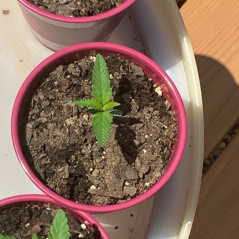White Widow 7/25 growlog photo: 1p