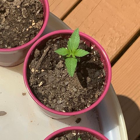 Gorilla Glue 2 7/25 growlog photo: 1p