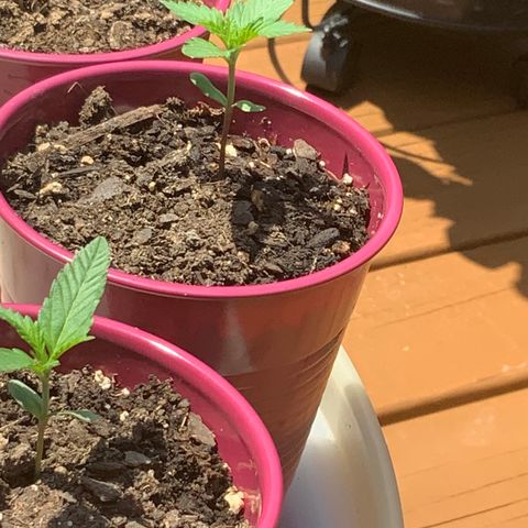 Gorilla Glue 2 7/25 growlog photo: 1p